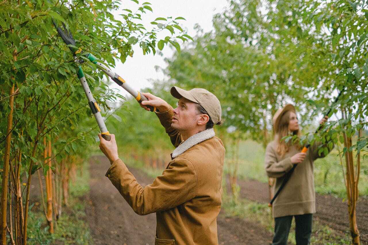 Best Tree Removal for Businesses  in USA